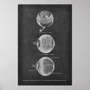 Anatomiskt material från Öga i Choroid & Iris Poster