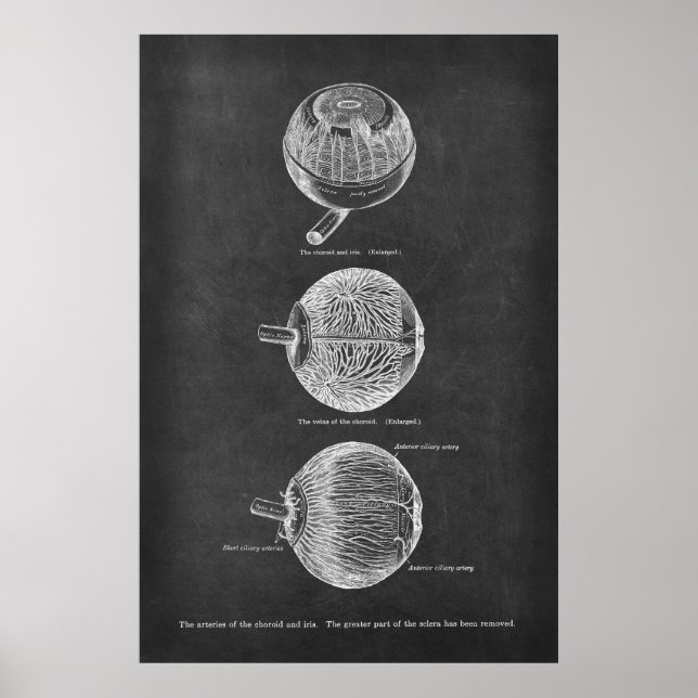 Anatomiskt material från Öga i Choroid & Iris Poster (Framsidan)