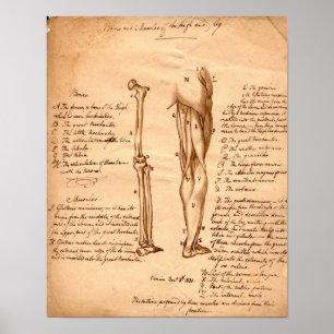 Anatomiskt skiss poster