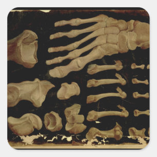 Anatomiskt teckning i fotbenen fyrkantigt klistermärke