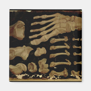 Anatomiskt teckning i fotbenen magnet