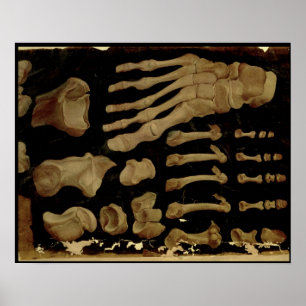 Anatomiskt teckning i fotbenen poster