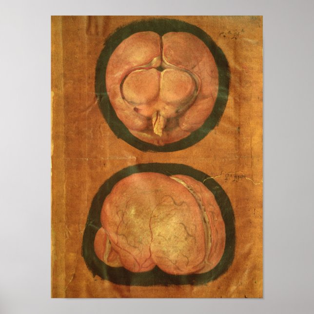 Anatomiskt teckning i människans hjärna poster (Framsidan)