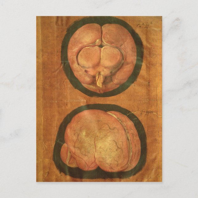 Anatomiskt teckning i människans hjärna vykort (Framsida)