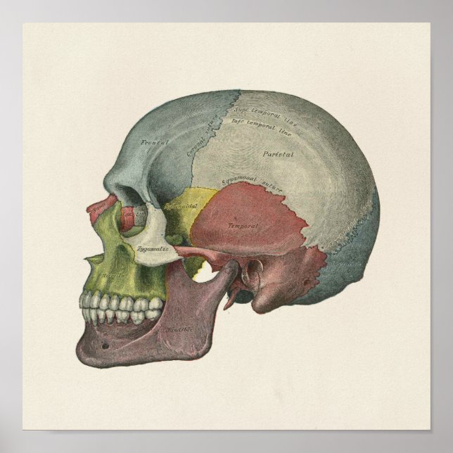 Anatomiskt teckningsutskrift av Färg Human Skull Poster (Framsidan)