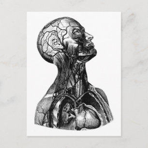 Anatomiskt Torso Teckning-vykort Vykort