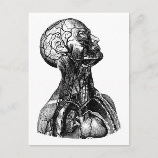 Anatomiskt Torso Teckning-vykort Vykort
