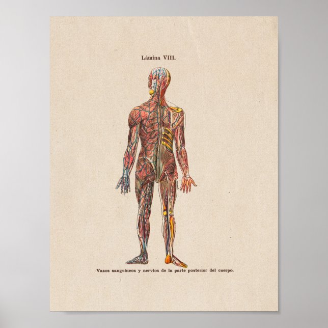 Anatomiskt utskriftssystem för Vintage på spanska Poster (Framsidan)