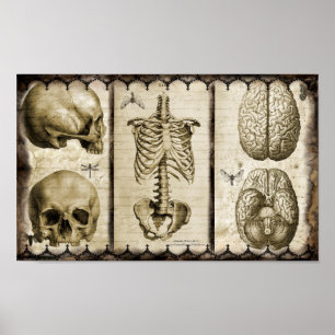 Anatomize Poster