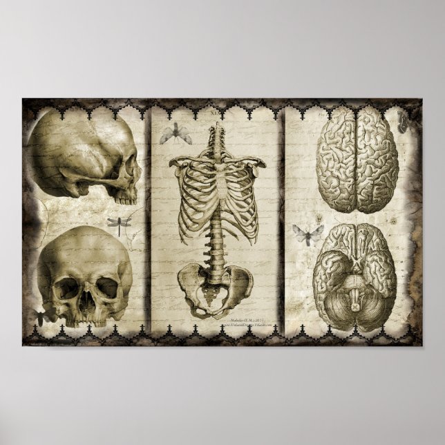 Anatomize Poster (Framsidan)