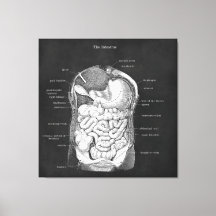 Anatomy Art Intestine Gastroenterolog Decor