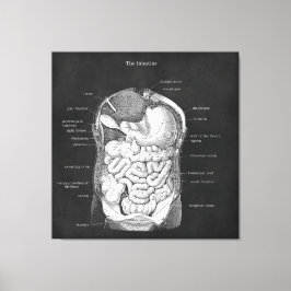 Anatomy Art Intestine Gastroenterolog Decor Canvastryck
