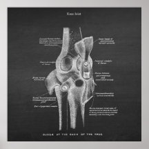 Anatomy Art No 5 Knee Joint