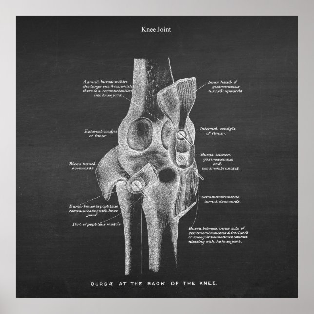 Anatomy Art No 5 Knee Joint Poster (Framsidan)
