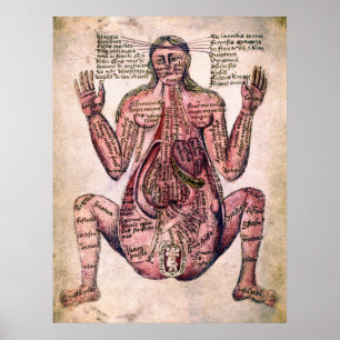 ANATOMY AV PREGNANT WOMAN c. 1400-talet Poster