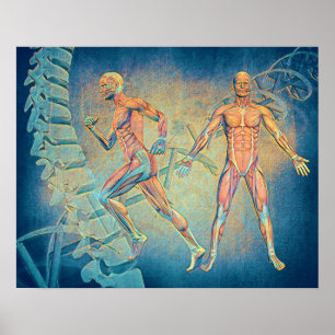 Anatomy Digital Art Poster