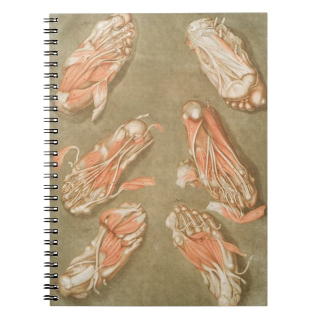 ANATOMY FOOT ANATOMY FOOT MUSCLE ANATOMY BONES LIG ANTECKNINGSBOK (Framsidan)