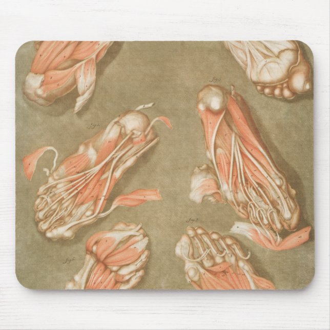 ANATOMY FOOT ANATOMY FOOT MUSCLE ANATOMY BONES LIG MUSMATTA (Framsidan)