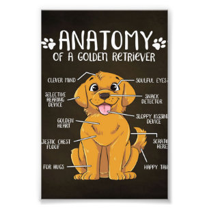 Anatomy Golden Retriever Golden Retriever Älskar Fototryck