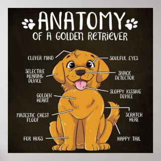Anatomy Golden Retriever | Golden Retriever Älskar Poster