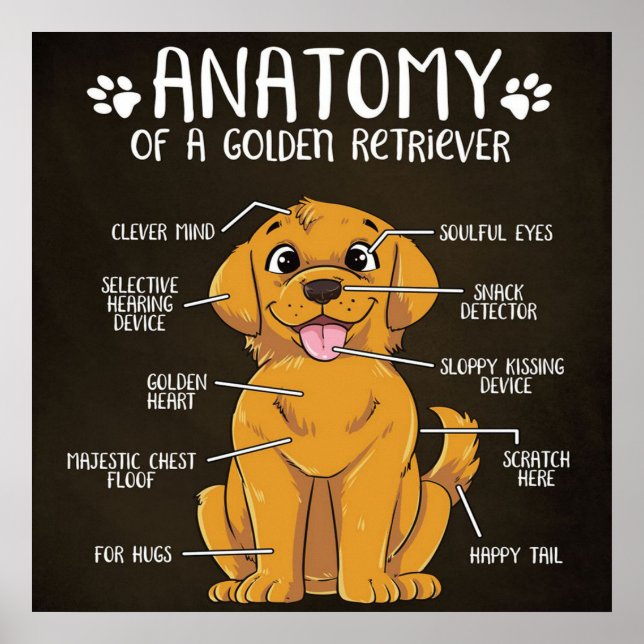 Anatomy Golden Retriever | Golden Retriever Älskar Poster (Framsidan)