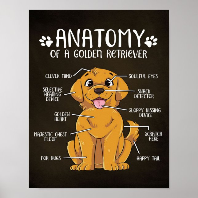 Anatomy Golden Retriever | Golden Retriever Älskar Poster (Framsidan)