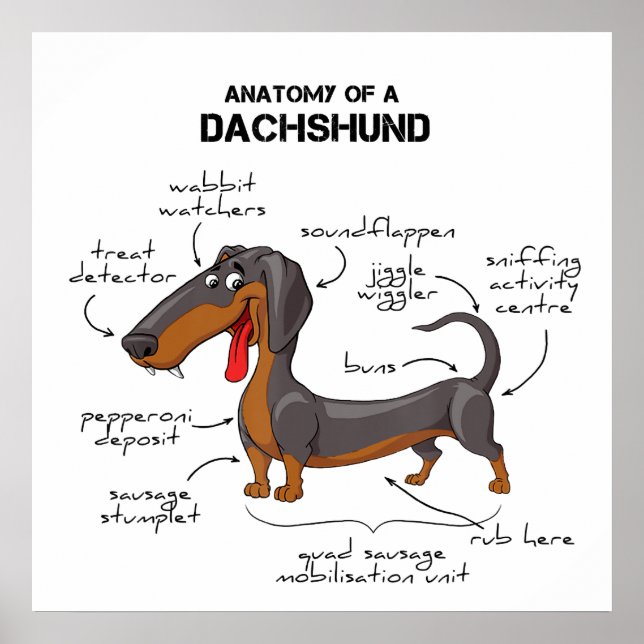 Anatomy Of A Dachshund - Funny Dog Poster (Framsidan)