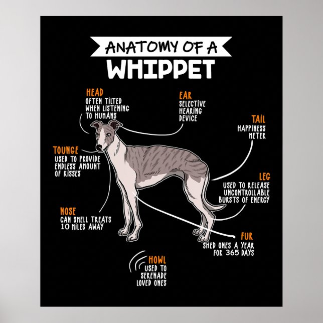 anatomy of a whippet dog funny dog lover gift poster (Framsidan)