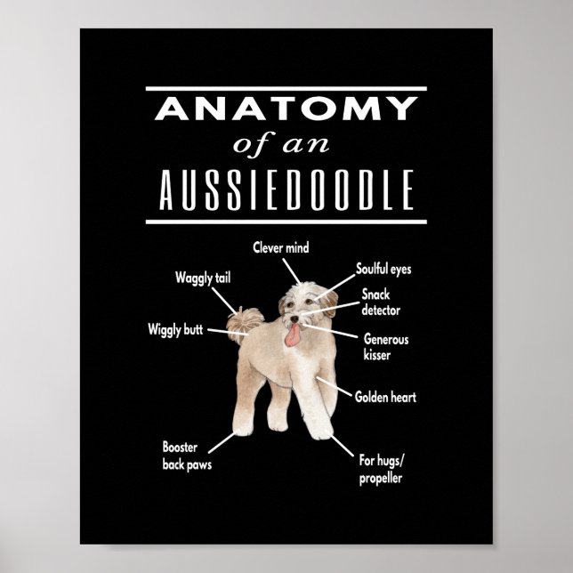 Anatomy of An Aussiedoodle Dog Poster (Framsidan)