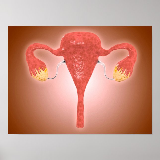Anatomy Of Female Uterus With Ovaries Poster (Framsidan)