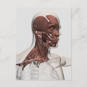 Anatomy Of Male Facial And Neck Muscles, Front Vykort