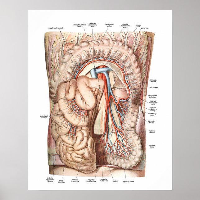 Anatomy of the Abdomen Poster (Framsidan)