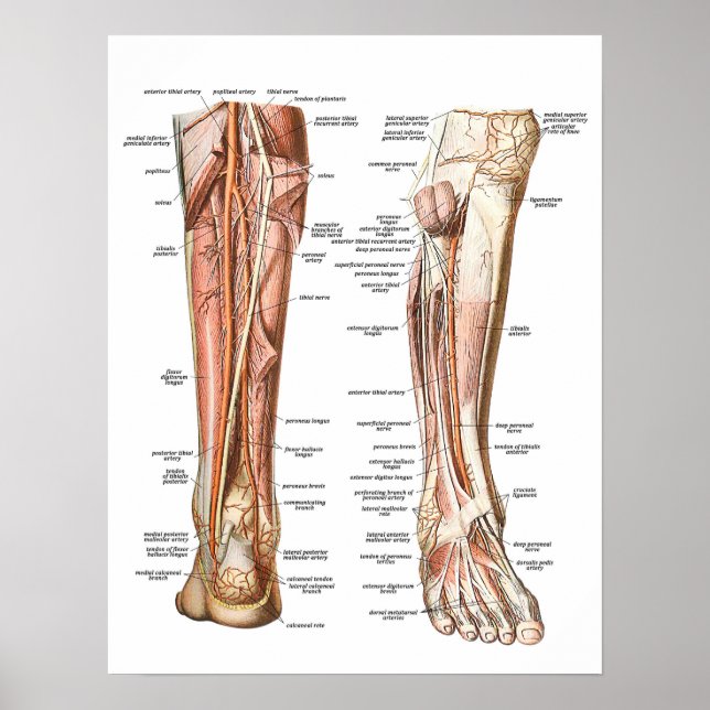 Anatomy of the Feet Poster (Framsidan)