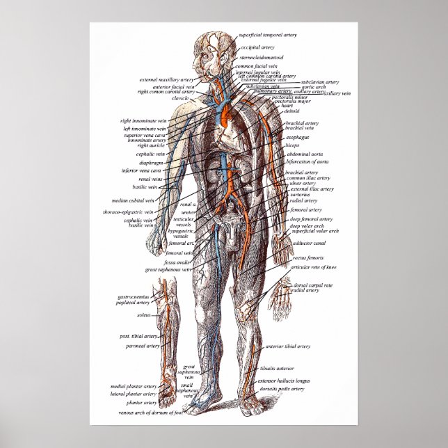 Anatomy of the Human Body Poster (Framsidan)