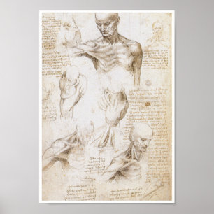Anatomy of the Shoulder, Leonardo da Vinci Poster