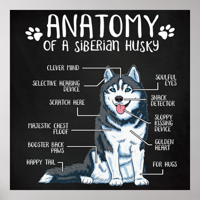 Anatomy Siberian husky Poster (Framsidan)