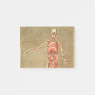 ANATOMY SKELETON BONES SKELETON MUSCLE HUMAN ANATO POST-IT BLOCK