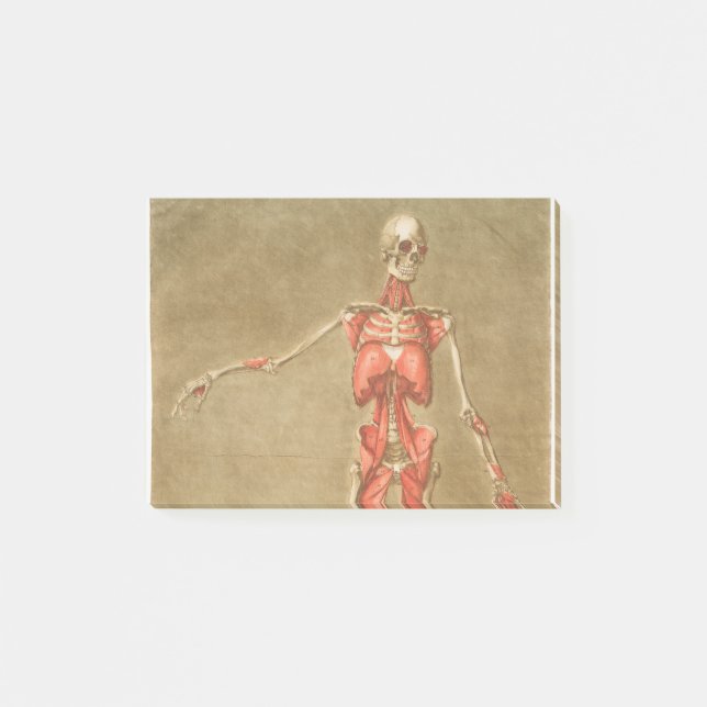 ANATOMY SKELETON BONES SKELETON MUSCLE HUMAN ANATO POST-IT BLOCK (Framsida)