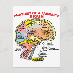 ANATOY OF A FARMER'S BRAIN VYKORT