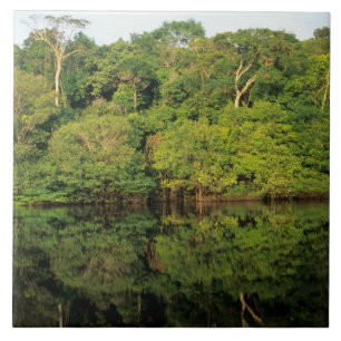 Anavilhanas, Amazonas, Brasilien. Regnskog älv Kakelplatta