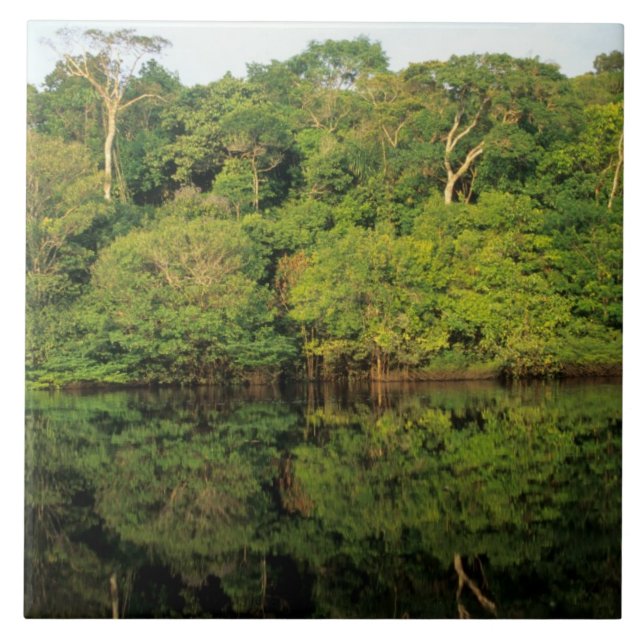 Anavilhanas, Amazonas, Brasilien. Regnskog älv Kakelplatta (Framsidan)