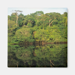 Anavilhanas, Amazonas, Brasilien. Regnskog älv Magnet