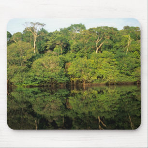 Anavilhanas, Amazonas, Brasilien. Regnskog älv Musmatta