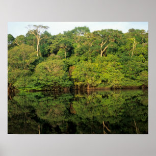 Anavilhanas, Amazonas, Brasilien. Regnskog älv Poster