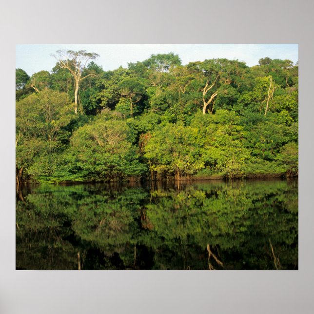 Anavilhanas, Amazonas, Brasilien. Regnskog älv Poster (Framsidan)