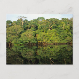 Anavilhanas, Amazonas, Brasilien. Regnskogens flod Vykort