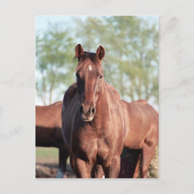 ANB Gottalil Gumption Vykort (Framsida)