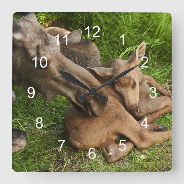 Anbud Mor Moose Fyrkantig Klocka (Framsida)
