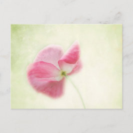 Anbud Poppy Vykort