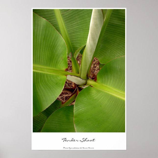Anbud Shoots Poster (Framsidan)